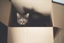 Schrödinger's cat Superposition