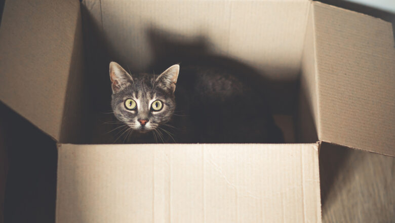 Schrödinger's cat Superposition