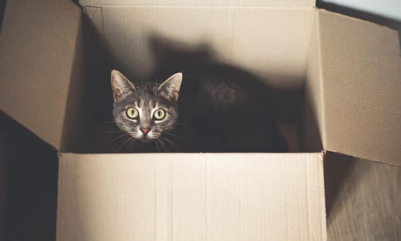 Schrödinger's cat Superposition