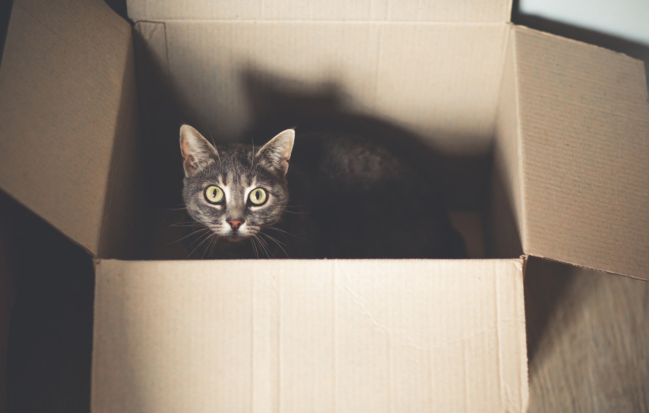Schrödinger's cat Superposition