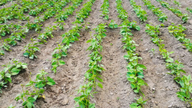 Beanstalk Farms