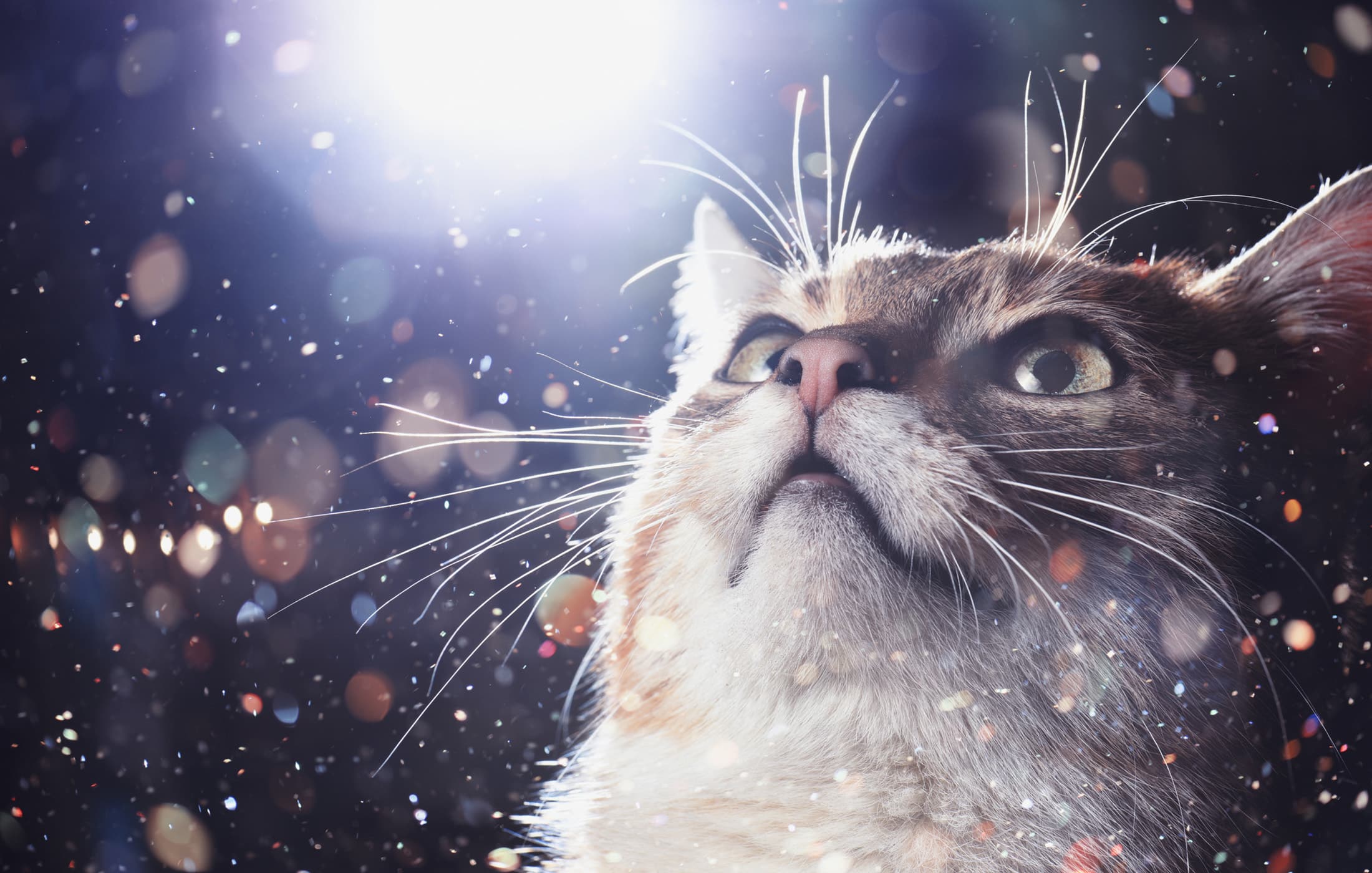 Superconducting Cat Qubit
