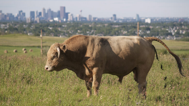 Organizational Bullshit