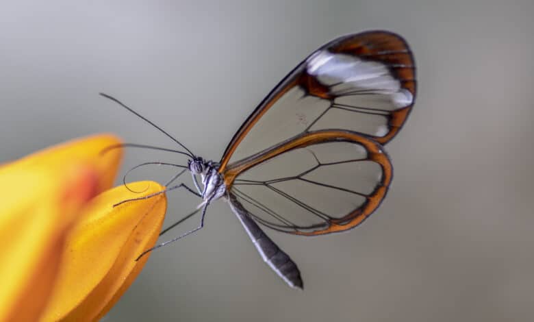 Anthropic Mythos Glasswing